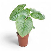 Philodendron sodiroi potted houseplant in nursery pot on white background, product photo 9.