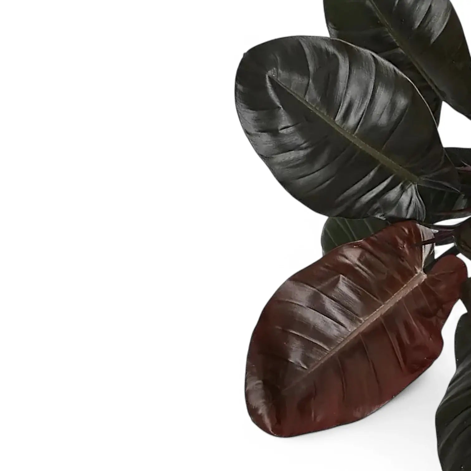 Nahaufnahme eines Blatts von Philodendron 'Black Cardinal' vor weißem Hintergrund.