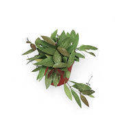 Hoya gracilis (Hoya memoria) – Topfpflanze im Kulturtopf vor weißem Hintergrund, Produktfoto 4.