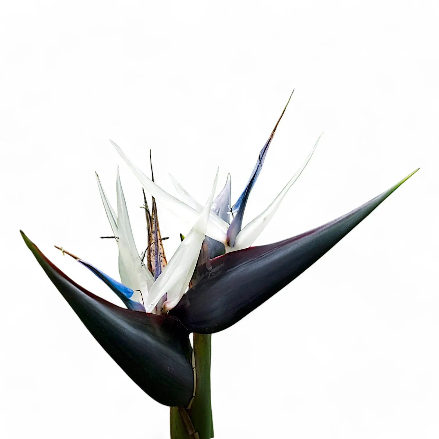 Strelitzia nicolai potted houseplant in nursery pot on white background, product photo 5.