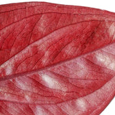 Syngonium erythrophyllum 'Red Arrow' – Zimmerpflanze im Kulturtopf auf weißem Hintergrund, Produktfoto 5.