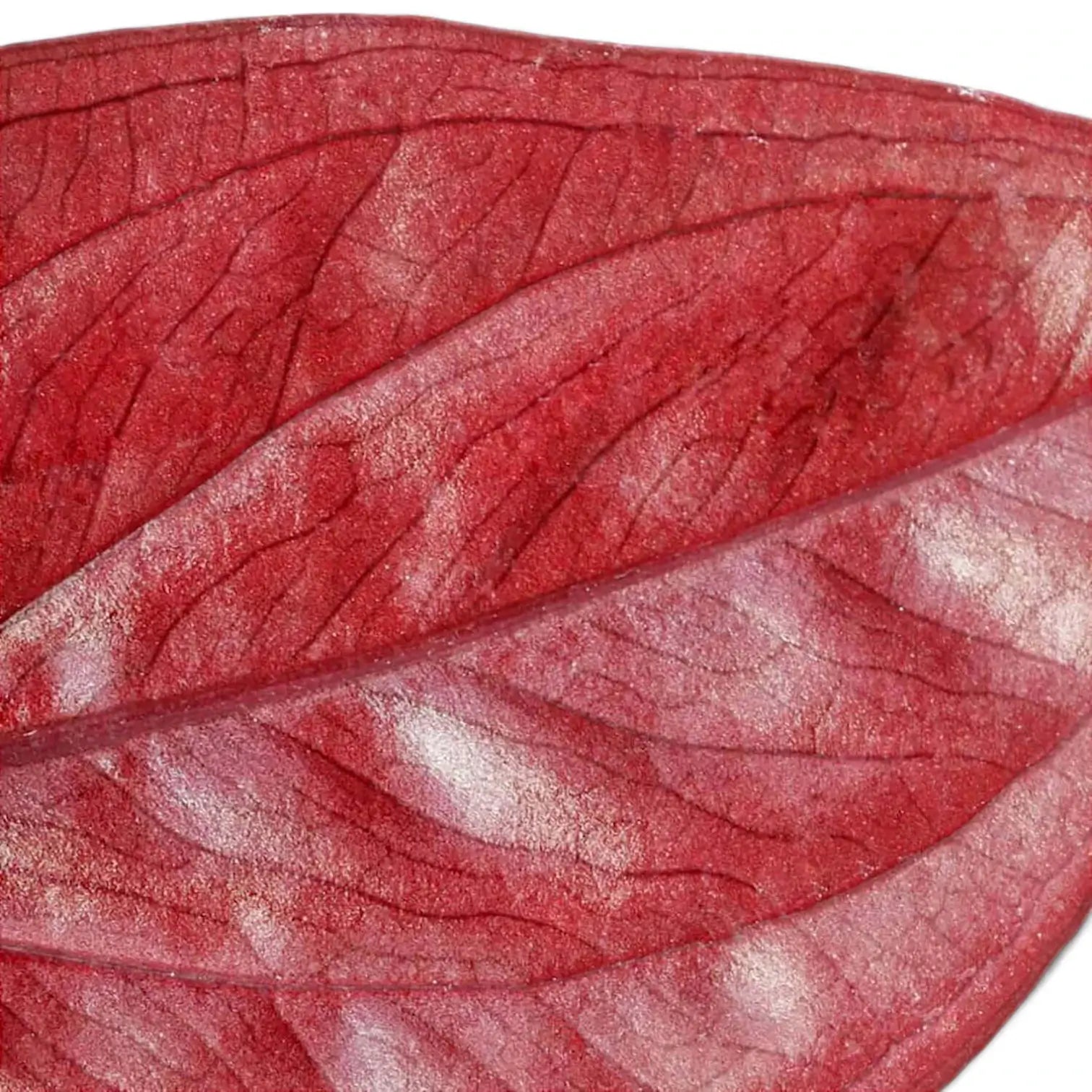 Syngonium erythrophyllum 'Red Arrow' – Zimmerpflanze im Kulturtopf auf weißem Hintergrund, Produktfoto 5.