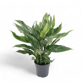 Spathiphyllum 'Diamond' – Zimmerpflanze im Kulturtopf auf weißem Hintergrund, Produktfoto 7.