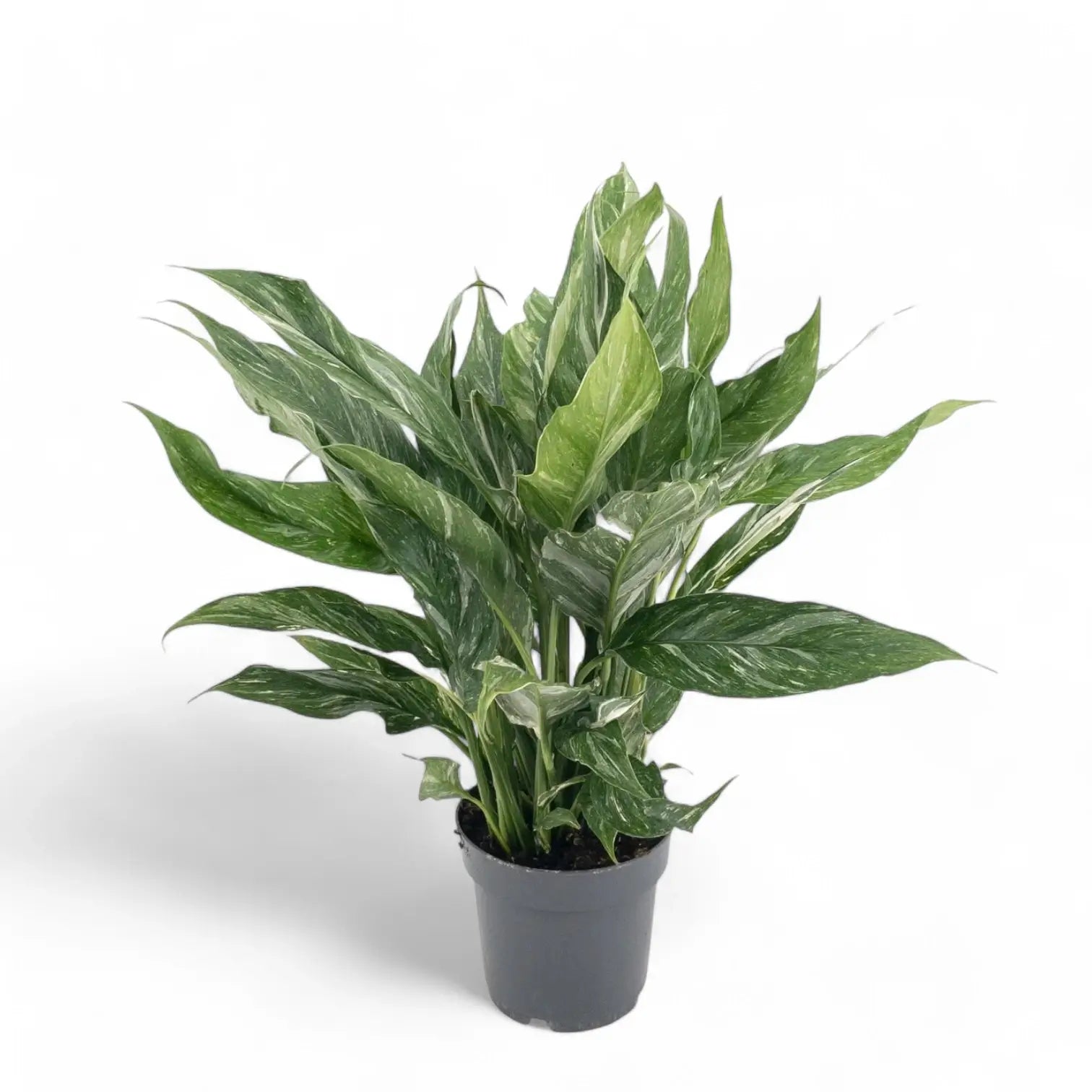 Spathiphyllum 'Diamond' – Zimmerpflanze im Kulturtopf auf weißem Hintergrund, Produktfoto 7.