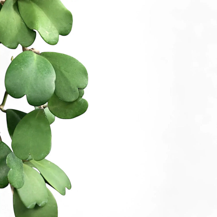 Hoya kerrii leaf close-up on white background.