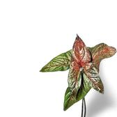 Nahaufnahme eines Blatts von Cyrtosperma johnstonii vor weißem Hintergrund.