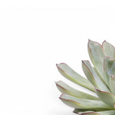 Echeveria pulidonis leaf close-up on white background.