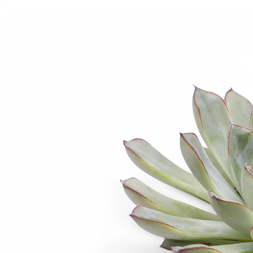 Echeveria pulidonis leaf close-up on white background.