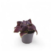 Coleus scutellarioides 'Main Street Abbey Road' potted houseplant in nursery pot on white background, product photo 2.