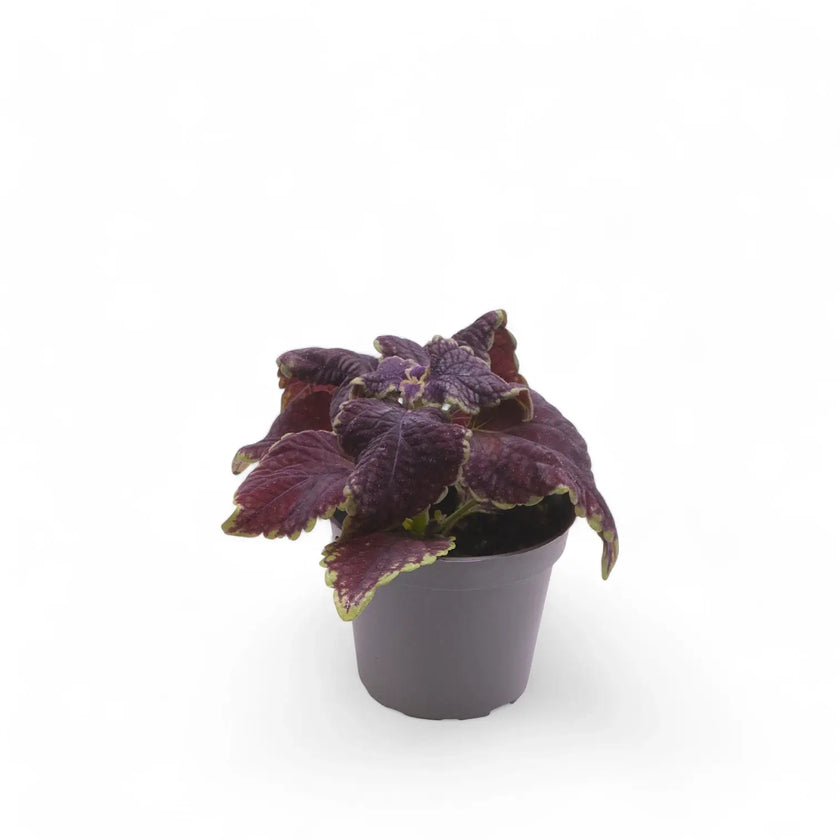 Coleus scutellarioides 'Main Street Abbey Road' potted houseplant in nursery pot on white background, product photo 2.