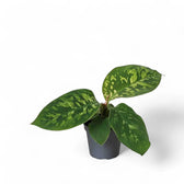 Adelonema wallisii 'Camouflage' – Zimmerpflanze im Kulturtopf auf weißem Hintergrund, Produktfoto 2.