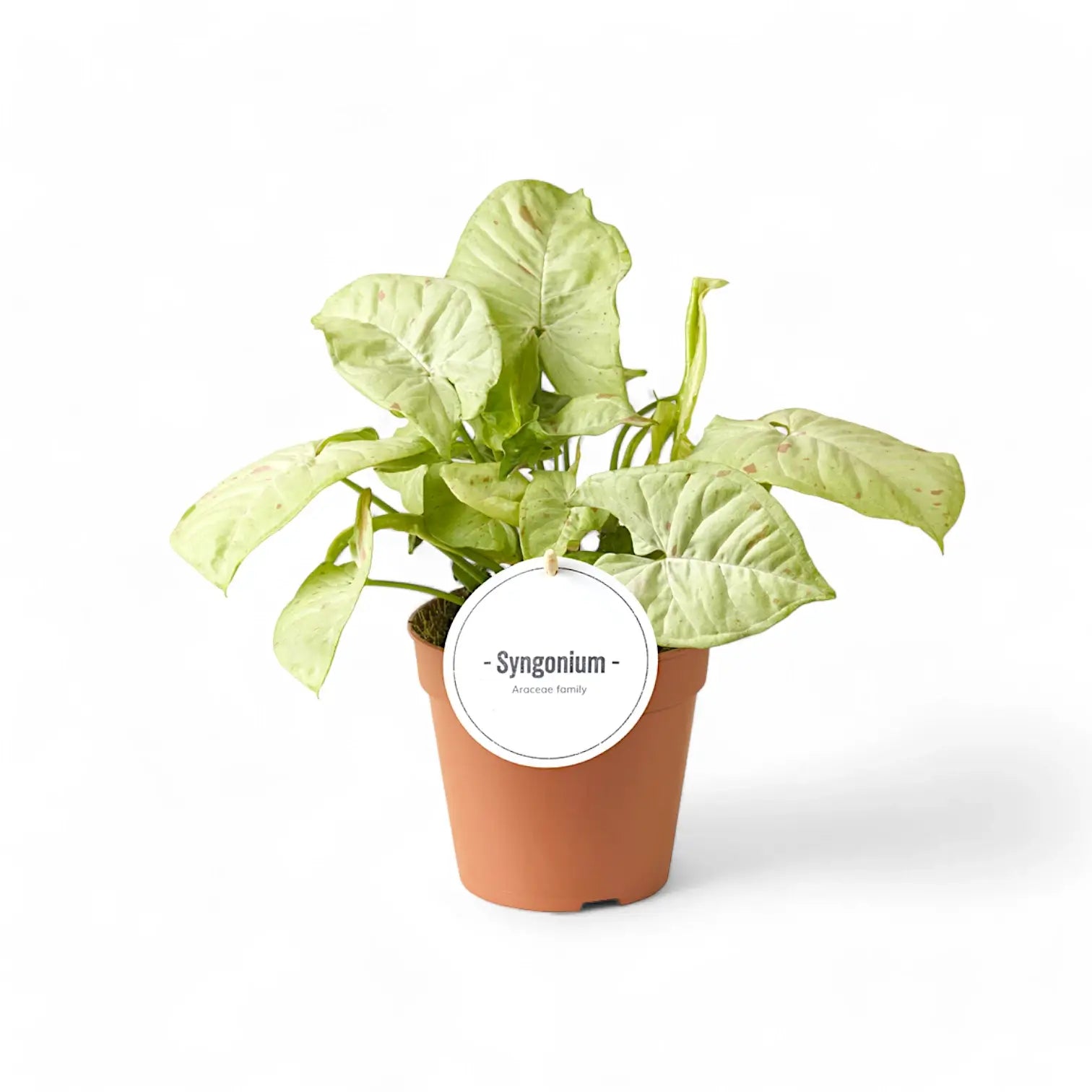 Syngonium podophyllum 'Confetti' – Zimmerpflanze im Kulturtopf auf weißem Hintergrund, Produktfoto 5.