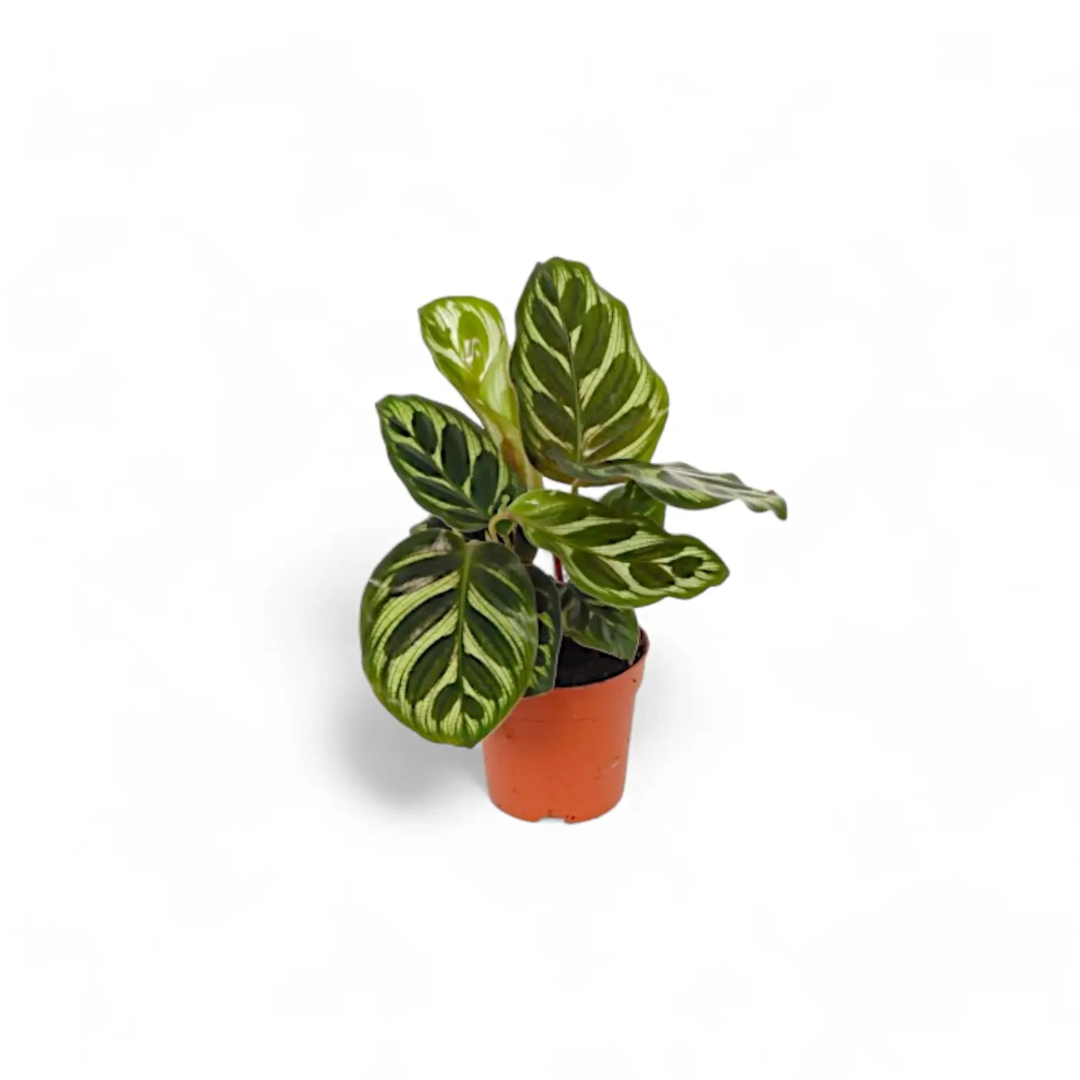 Goeppertia (Calathea) makoyana – Topfpflanze im Kulturtopf vor weißem Hintergrund, Produktfoto 4.