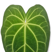 Nahaufnahme eines Blatts von Anthurium magnificum vor weißem Hintergrund.