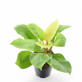 Philodendron 'Moonlight' – Zimmerpflanze im Kulturtopf auf weißem Hintergrund, Produktfoto 11.