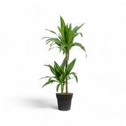 Dracaena fragrans 'Janet Craig' – Topfpflanze im Kulturtopf vor weißem Hintergrund, Produktfoto 6.