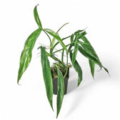 Philodendron holtonianum – Topfpflanze im Kulturtopf vor weißem Hintergrund, Produktfoto 5.