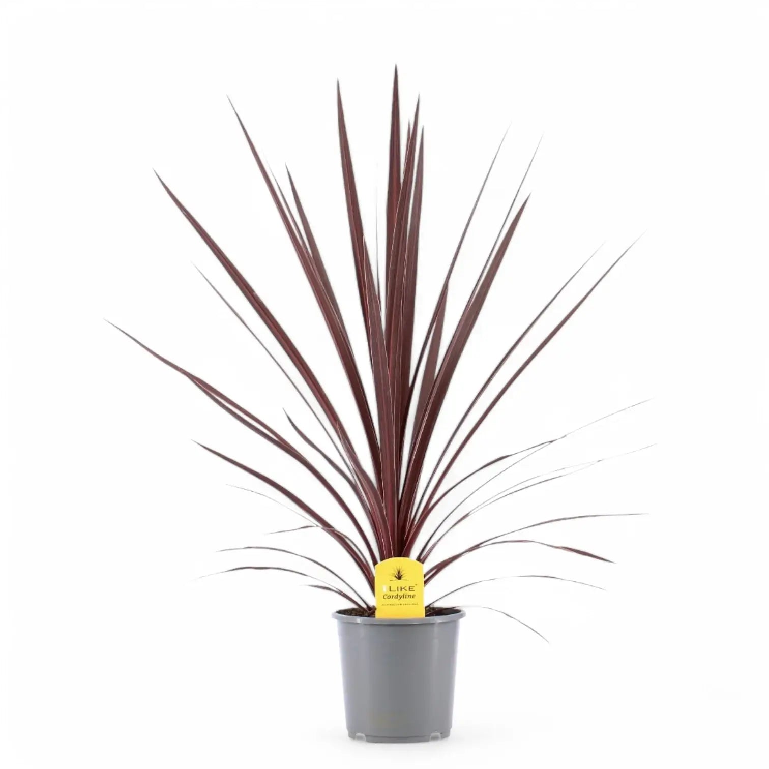Cordyline australis 'Red Star' potted houseplant in nursery pot on white background, product photo 4.