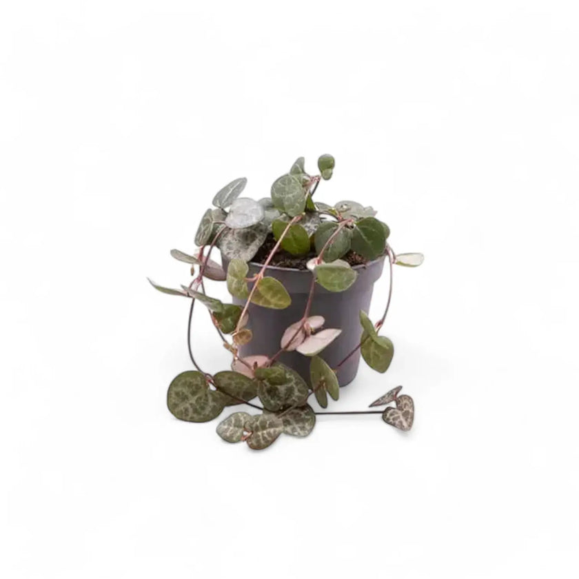 Ceropegia woodii potted houseplant in nursery pot on white background, product photo 3.