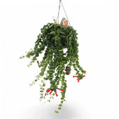 Aeschynanthus 'Rasta' – Zimmerpflanze im Kulturtopf auf weißem Hintergrund, Produktfoto 5.