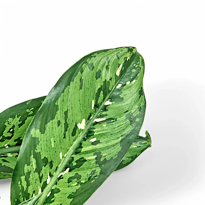 Dieffenbachia seguine 'Crocodile' leaf close-up on white background.