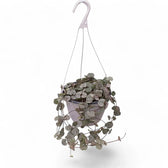 Ceropegia woodii potted houseplant in nursery pot on white background, product photo 11.