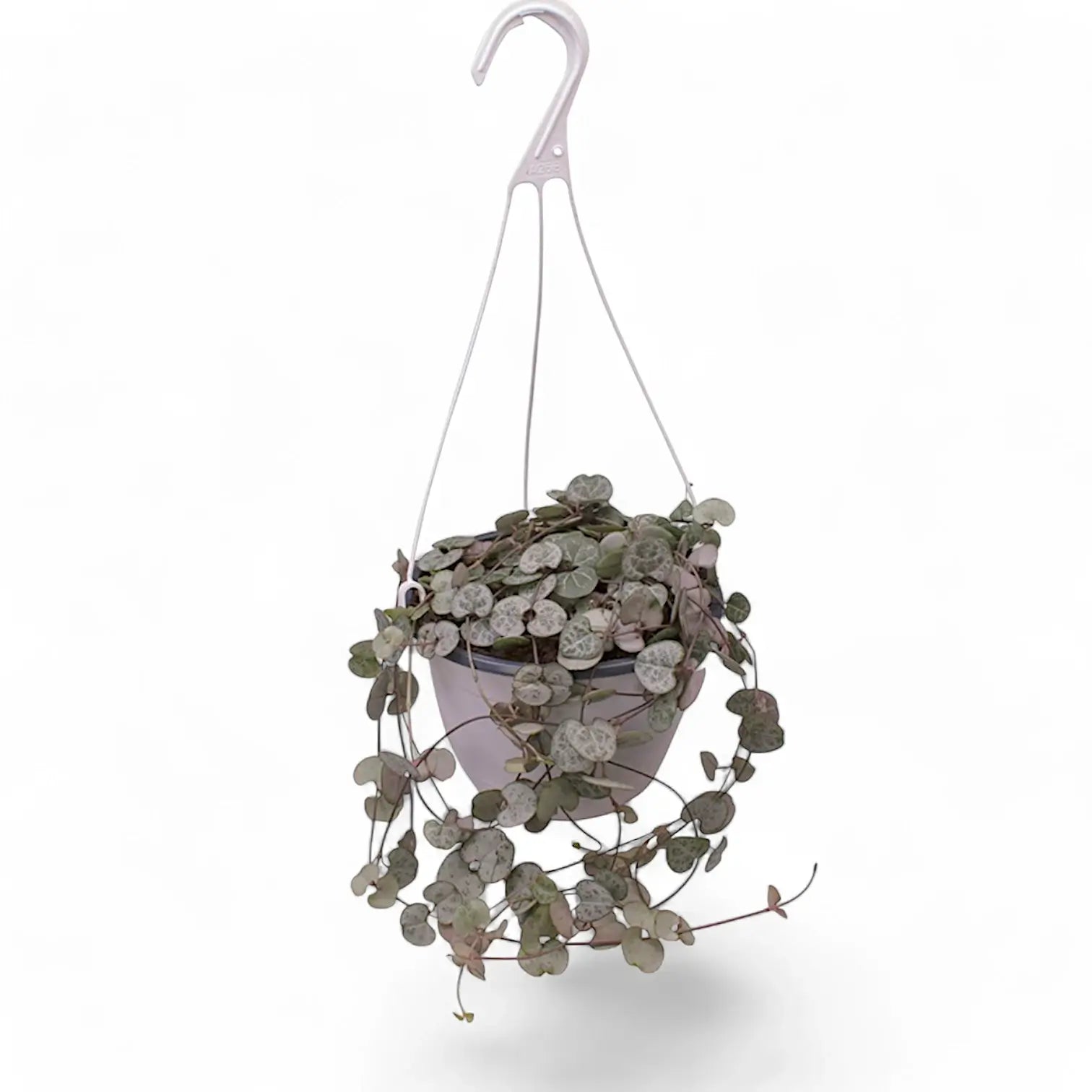 Ceropegia woodii potted houseplant in nursery pot on white background, product photo 11.