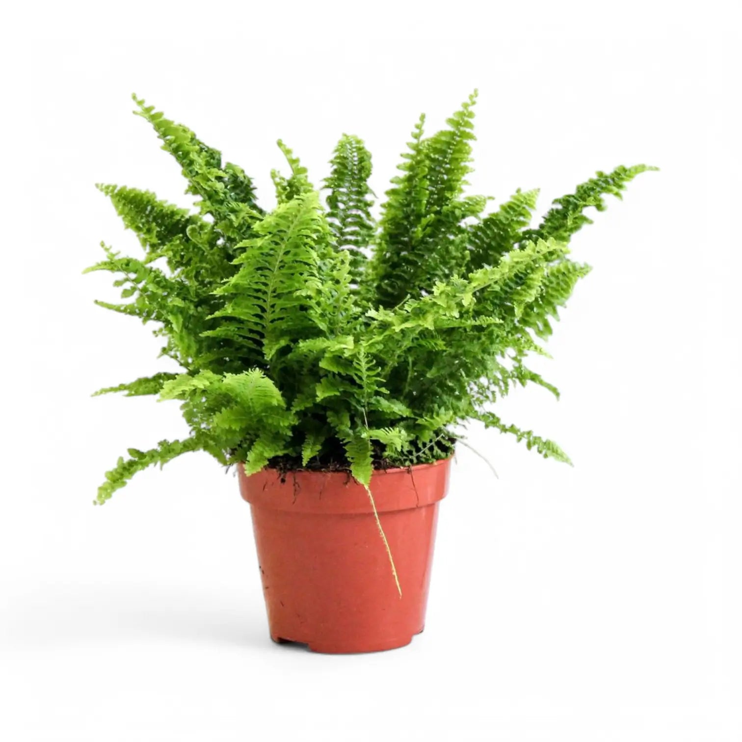 Nephrolepis exaltata 'Vitale' – Zimmerpflanze im Kulturtopf auf weißem Hintergrund, Produktfoto 3.