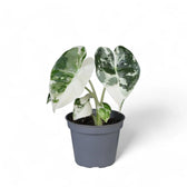Alocasia ‘Frydek’ variegata potted houseplant in nursery pot on white background, product photo 6.