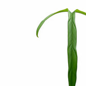 Nahaufnahme eines Blatts von Philodendron holtonianum vor weißem Hintergrund.