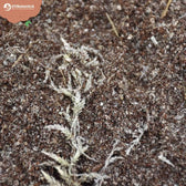 Carnivorous Plant Soil Mix on white background, product photo 6.