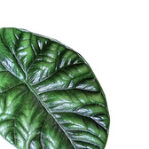 Alocasia sinuata potted houseplant in nursery pot on white background, product photo 10.