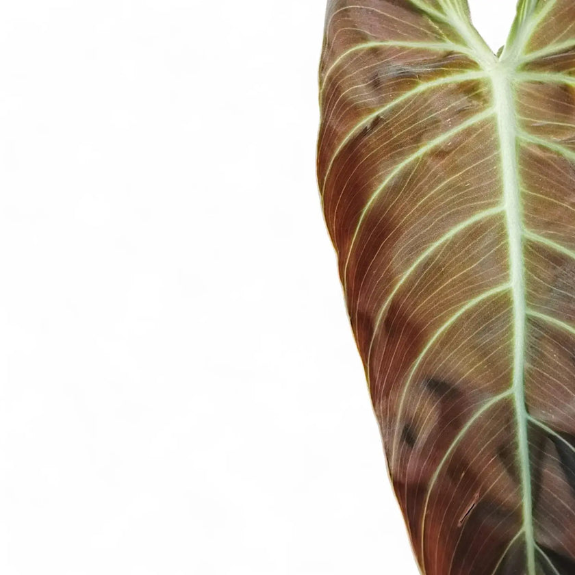 Nahaufnahme eines Blatts von Philodendron melanochrysum vor weißem Hintergrund.