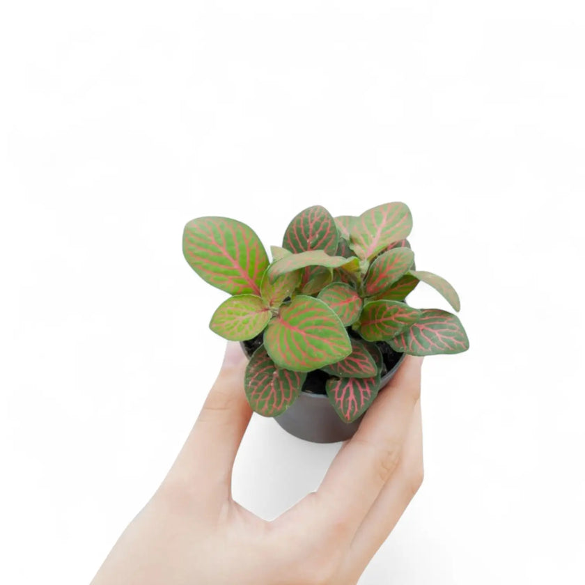Fittonia albivenis 'Forest Flame' potted houseplant in nursery pot on white background, product photo 2.