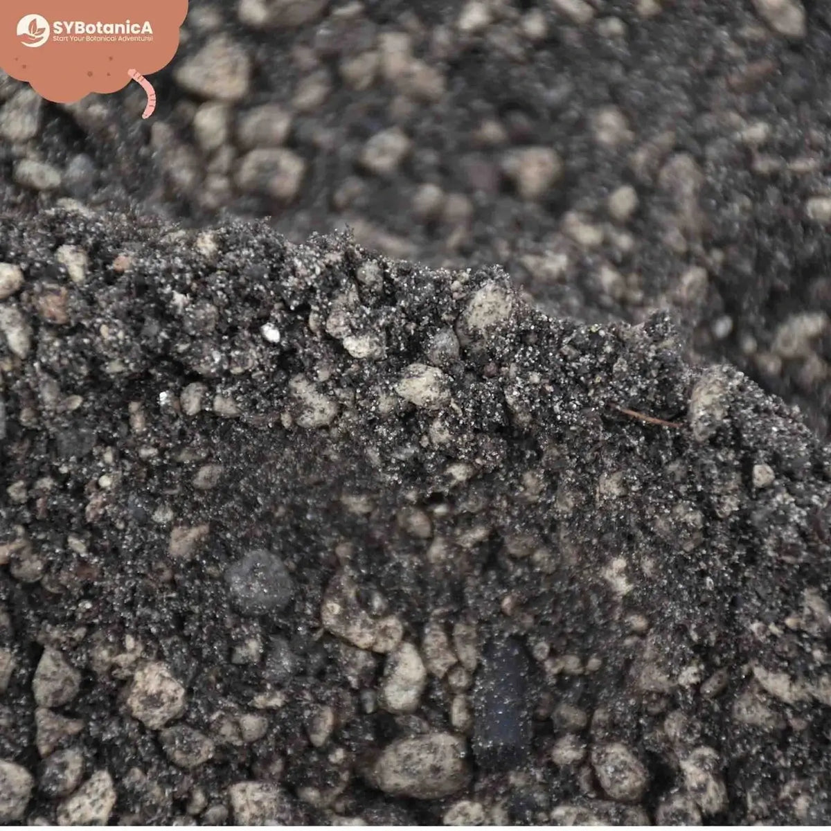 Lithops and Split Rock Soil Mix on white background, product photo 8.