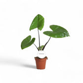 Alocasia macrorrhizos 'Black stem' potted houseplant in nursery pot on white background, product photo 4.