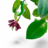 Nahaufnahme eines Blatts von Aeschynanthus speciosus 'Mona Lisa' vor weißem Hintergrund.