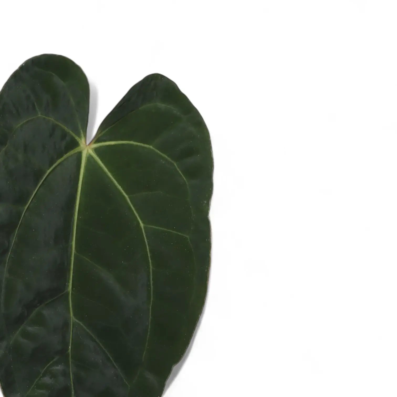 Anthurium 'Dark Phoenix' – Topfpflanze im Kulturtopf vor weißem Hintergrund, Produktfoto 6.