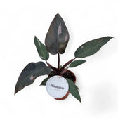 Philodendron 'Burgundy princess' – Zimmerpflanze im Kulturtopf auf weißem Hintergrund, Produktfoto 5.