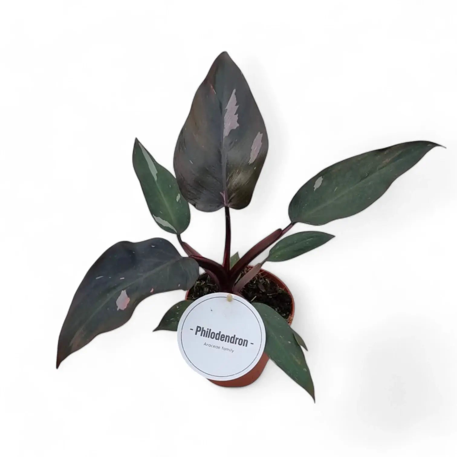 Philodendron 'Burgundy princess' – Zimmerpflanze im Kulturtopf auf weißem Hintergrund, Produktfoto 5.