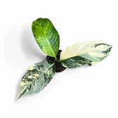 Dieffenbachia seguine 'Big Ben' potted houseplant in nursery pot on white background, product photo 4.