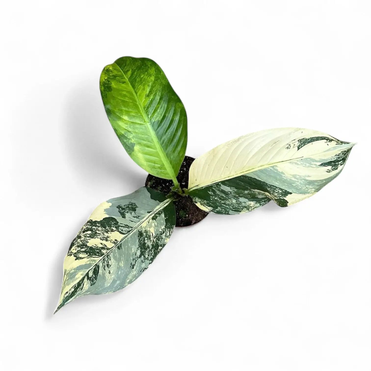 Dieffenbachia seguine 'Big Ben' potted houseplant in nursery pot on white background, product photo 4.