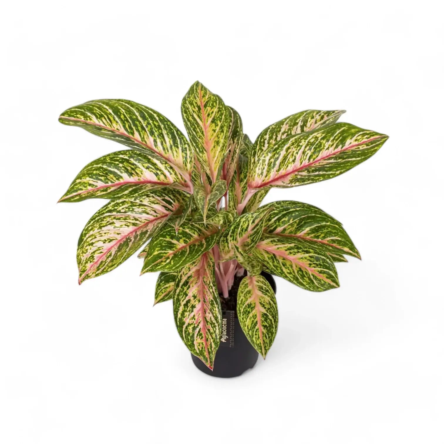 Aglaonema 'Cocomelon' – Topfpflanze im Kulturtopf vor weißem Hintergrund, Produktfoto 6.