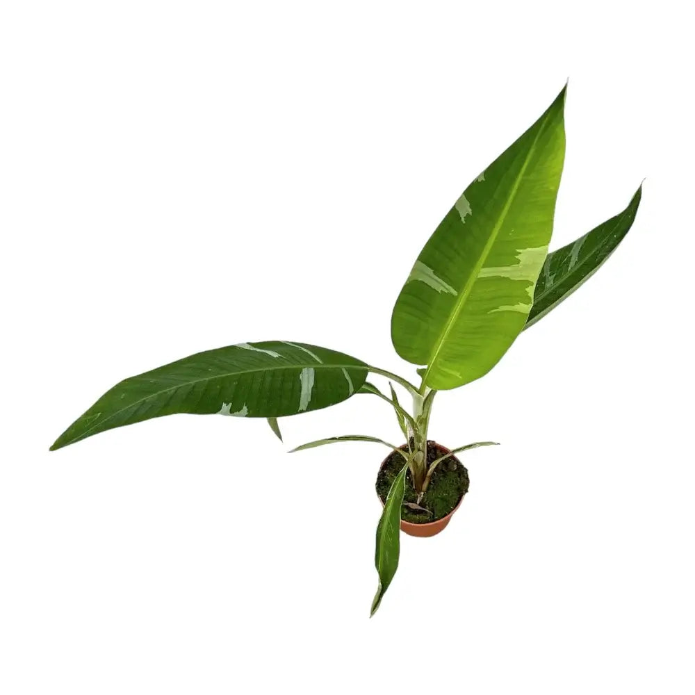 Musa × paradisiaca 'Ae Ae' potted houseplant in nursery pot on white background, product photo 7.