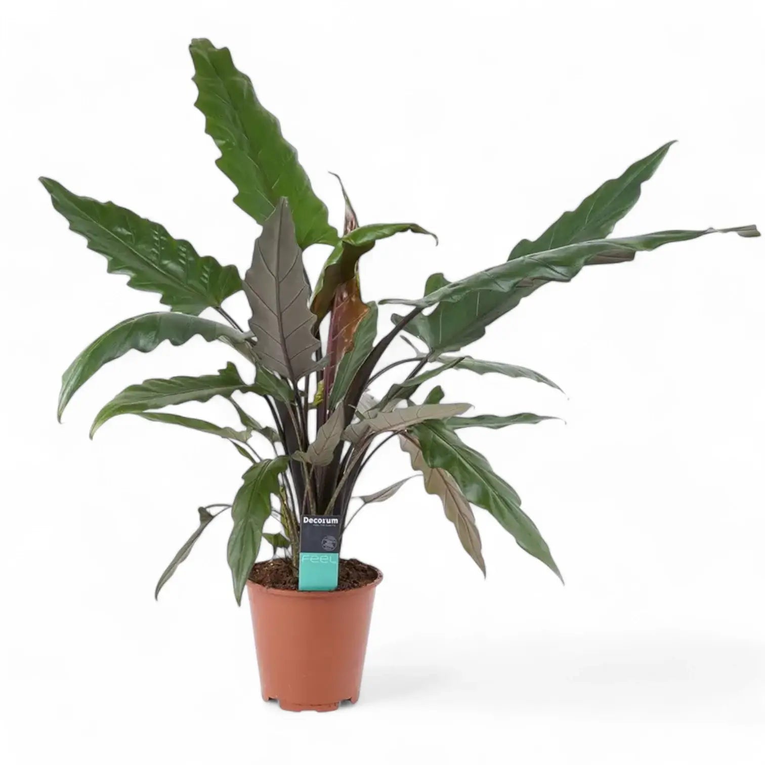 Alocasia lauterbachiana potted houseplant in nursery pot on white background, product photo 3.