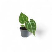 Anthurium crystallinum potted houseplant in nursery pot on white background, product photo 7.