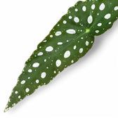 Begonia maculata 'Polka dot' – Zimmerpflanze im Kulturtopf auf weißem Hintergrund, Produktfoto 9.