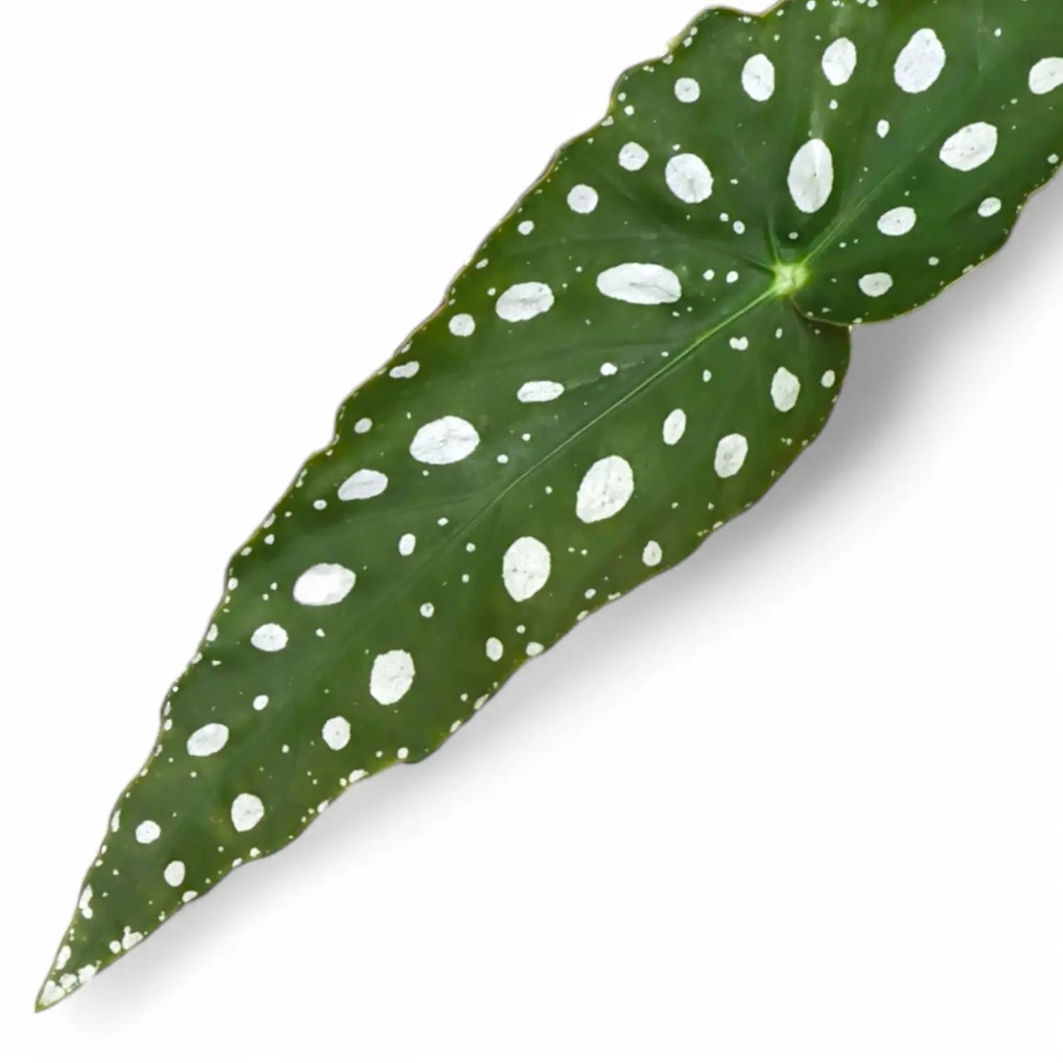Begonia maculata 'Polka dot' – Zimmerpflanze im Kulturtopf auf weißem Hintergrund, Produktfoto 9.