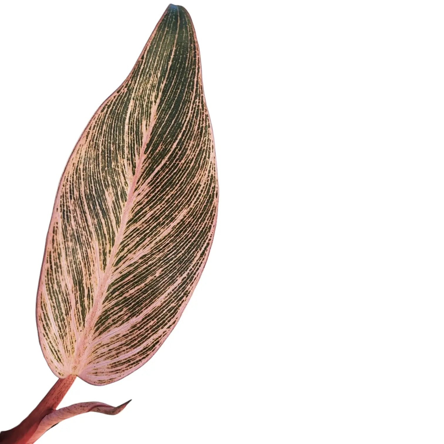 Philodendron 'Birkin Pink' ('Pink Bikini') leaf close-up on white background.