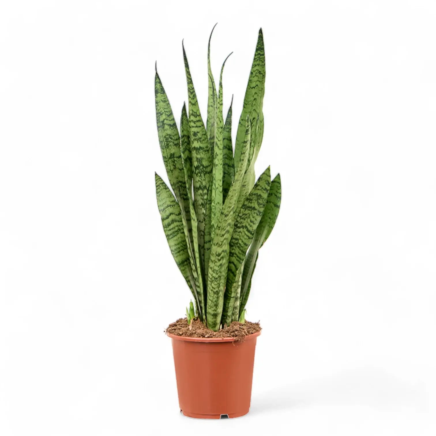 Dracaena (Sansevieria) zeylanica – Topfpflanze im Kulturtopf vor weißem Hintergrund, Produktfoto 9.
